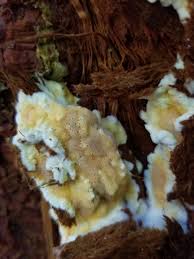 Attēlu rezultāti vaicājumam “Skeletocutis amorpha”