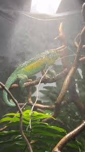 Attēlu rezultāti vaicājumam “Lacerta agilis male”