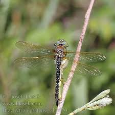 Attēlu rezultāti vaicājumam “Brachytron pratense”