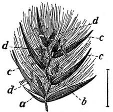Attēlu rezultāti vaicājumam “Phragmites communis flower”
