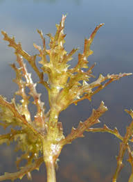 Attēlu rezultāti vaicājumam “Najas marina leaf”