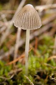 Attēlu rezultāti vaicājumam “Mycena stipata”