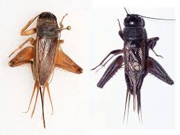 Attēlu rezultāti vaicājumam “Gryllus domesticus”