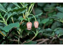 Attēlu rezultāti vaicājumam “Menziesia ferruginea”