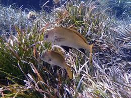 Image result for Sciaena umbra