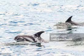 Image result for Lagenorhynchus albirostris