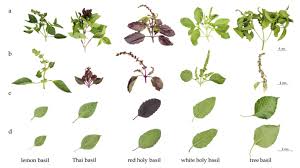 Attēlu rezultāti vaicājumam “Ocimum basilicum leaf”