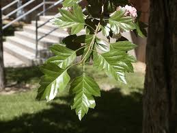 Attēlu rezultāti vaicājumam “Crataegus laevigata leaf”