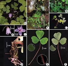 Attēlu rezultāti vaicājumam “Oxalidaceae”