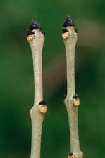 Attēlu rezultāti vaicājumam “Fraxinus excelsior Pendula bud”