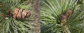 Attēlu rezultāti vaicājumam “Pinus pumila”