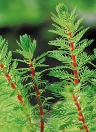 Attēlu rezultāti vaicājumam “Myriophyllum alterniflorum”