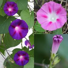 Image result for Ipomoea Lavender