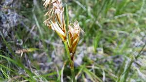 Attēlu rezultāti vaicājumam “Carex arenaria  flower”
