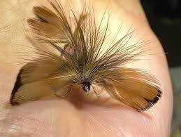 Image result for Crocked Pushers