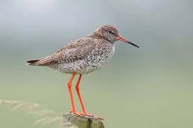 Attēlu rezultāti vaicājumam “Tringa totanus”