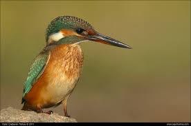 Attēlu rezultāti vaicājumam “Alcedo atthis”