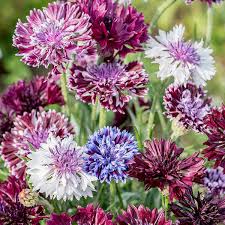 Image result for Centaurea cyanus