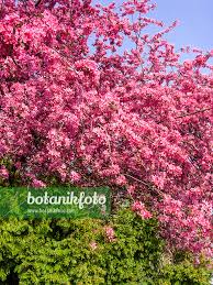 Attēlu rezultāti vaicājumam “Malus purpurea”