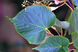 Attēlu rezultāti vaicājumam “Tilia americana”