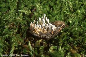 Attēlu rezultāti vaicājumam “Cordyceps farinosa”