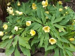 Attēlu rezultāti vaicājumam “Anemone x lipsiensis”