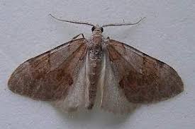 Attēlu rezultāti vaicājumam “Pennithera firmata”