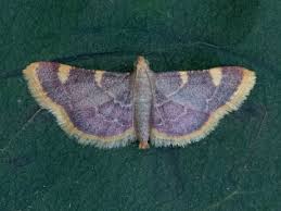 Attēlu rezultāti vaicājumam “Hypsopygia glaucinalis”