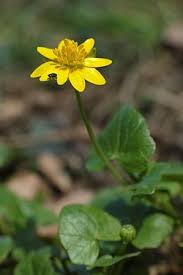 Attēlu rezultāti vaicājumam “Ficaria verna flower”