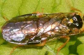 Attēlu rezultāti vaicājumam “Pamphiliidae”