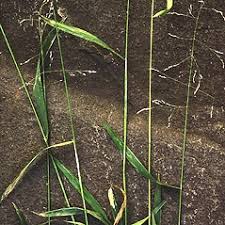 Attēlu rezultāti vaicājumam “Milium effusum flower”