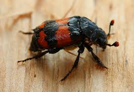 Attēlu rezultāti vaicājumam “Nicrophorus investigator imago”