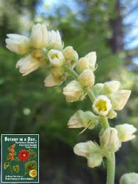 Attēlu rezultāti vaicājumam “Saxifragaceae”