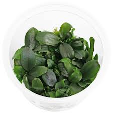 Attēlu rezultāti vaicājumam “Fontinalis antipyretica subsp. gracilis”