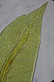 Attēlu rezultāti vaicājumam “Fissidens pusillus”
