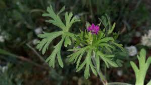 Attēlu rezultāti vaicājumam “Geranium dissectum leaf”
