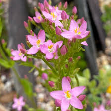 Attēlu rezultāti vaicājumam “Centaurium erythraea flower”