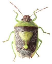 Attēlu rezultāti vaicājumam “Badhamia nitens sessile”