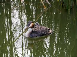 Attēlu rezultāti vaicājumam “Podiceps cristatus adult”