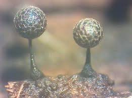 Attēlu rezultāti vaicājumam “Lamproderma pulchellum macro”