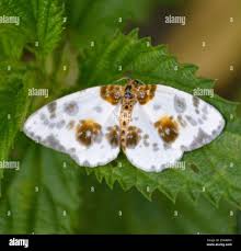 Attēlu rezultāti vaicājumam “Abraxas sylvata larva”