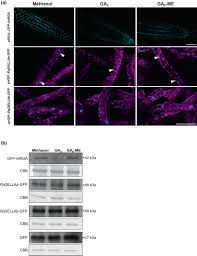 Attēlu rezultāti vaicājumam “Encalypta streptocarpa sporophyte”