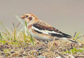 Attēlu rezultāti vaicājumam “Plectrophenax nivalis”