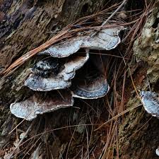 Attēlu rezultāti vaicājumam “Heterobasidion parviporum”