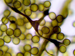 Attēlu rezultāti vaicājumam “Symphytocarpus flaccidus”