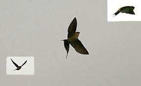 Attēlu rezultāti vaicājumam “Hirundinidae”