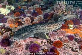 Image result for Poroderma pantherinum