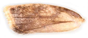 Attēlu rezultāti vaicājumam “Acleris bergmanniana”