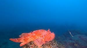 Image result for Scorpaena scrofa