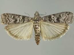 Attēlu rezultāti vaicājumam “Dioryctria abietella”